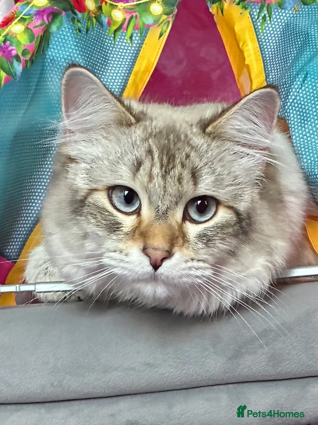 Siberian cats for sale: Siberian Male Cat – Neutered, 11 months old - Advert 2