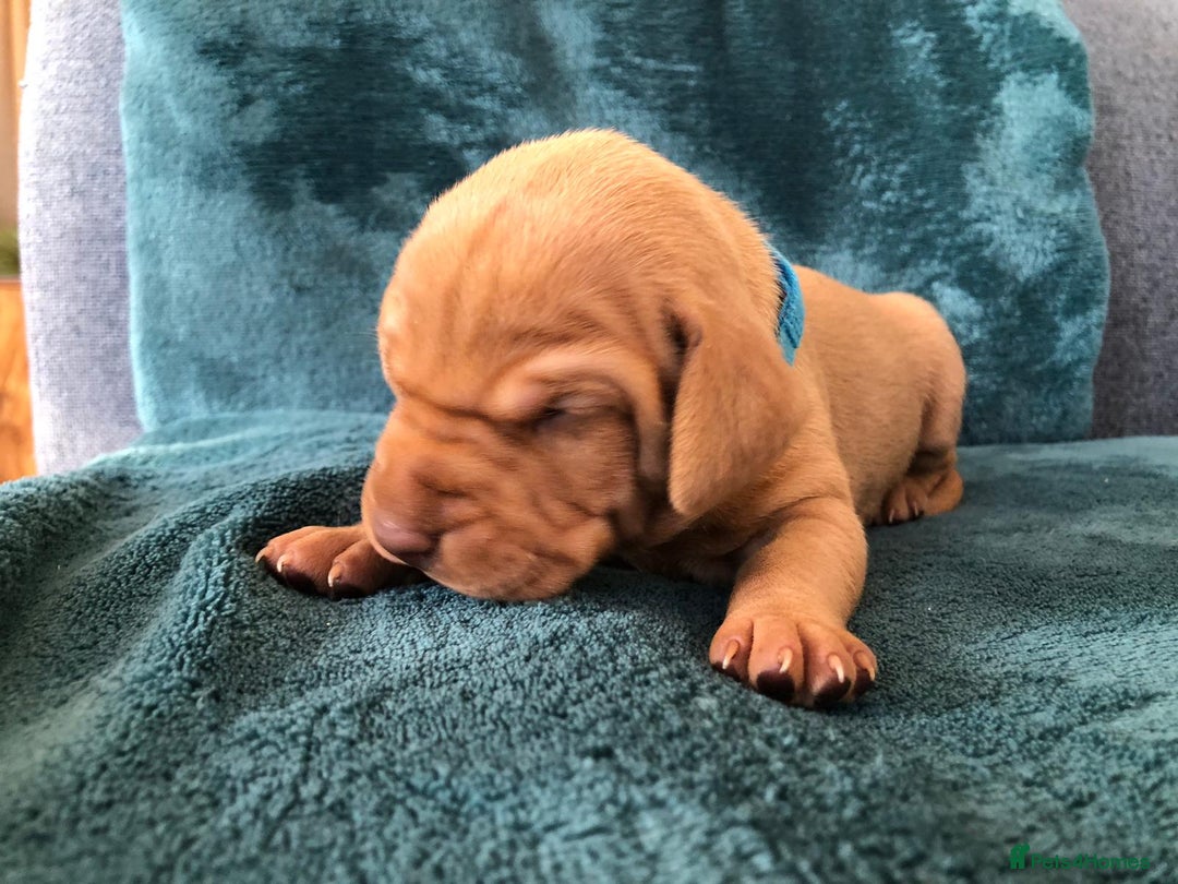 Hungarian Vizsla dogs for sale: Playfull and cheeky hungarian vizsla puppies  - Advert 17