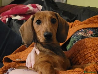 Miniature Dachshund dogs - Advert 4