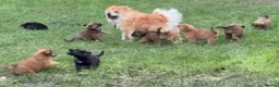 Mixed Breed dogs for sale: Gorgeous chow chow x cocker pups  - Advert 19
