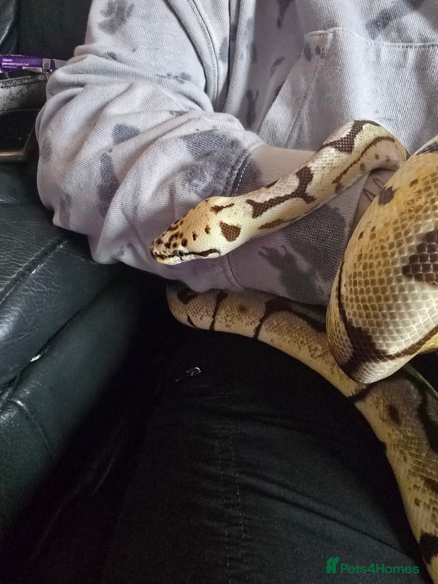 Python Snake reptiles ROYAL / BALL PYTHON - Advert 2
