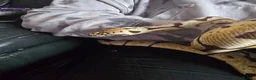 Python Snake reptiles for sale: ROYAL / BALL PYTHON in Cwmbran - Advert 2