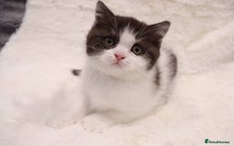 British Shorthair cats for sale: Champion Bloodlines BSH kittens  - Image 8