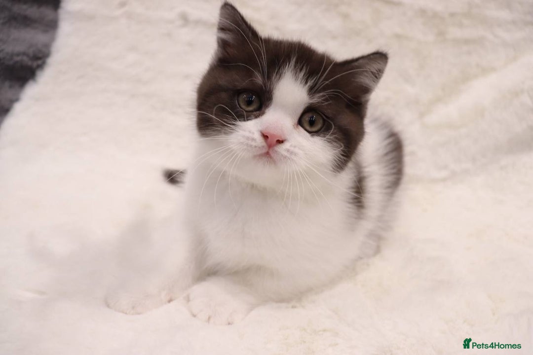 British Shorthair cats for sale: Champion Bloodlines BSH kittens  - Image 8