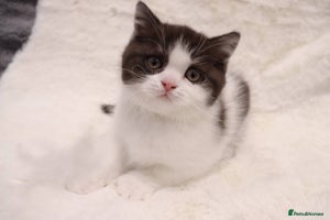 British Shorthair cats - Advert 11