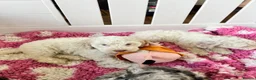 Cockapoo dogs for sale: F1 cockapoo puppies  - Advert 15