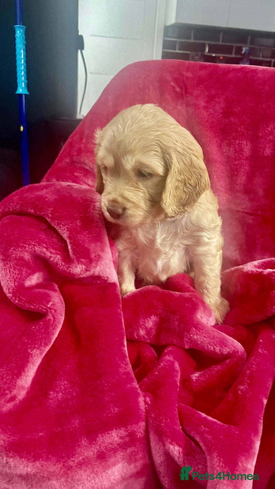 Mixed Breed dogs for sale: Adorable f2B Cockapoos  - Advert 14