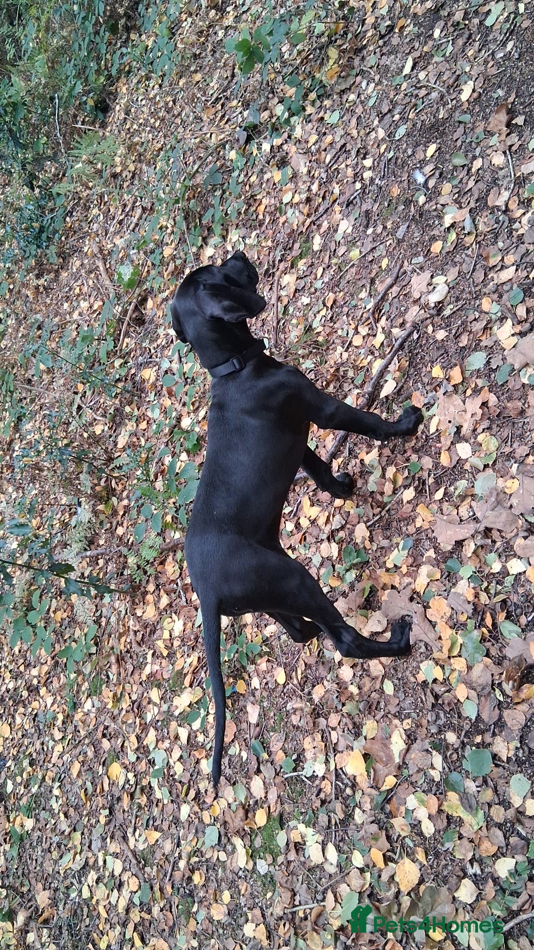 Mixed Breed dogs for sale: Weirnermer x Visla x GSP - Advert 8