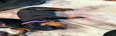 Rottweiler 6