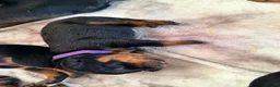 Rottweiler dogs for sale: KC Serbian Rottweilers champion winning bloodlines - Advert 5