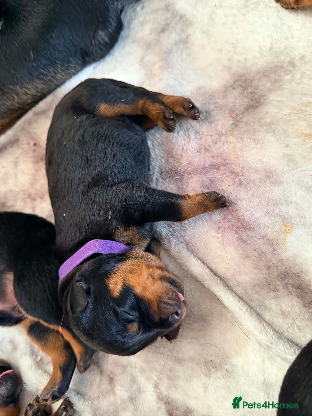 Rottweiler dogs for sale: KC Srb Rottweilers 19 champion winning bloodlines - Advert 39