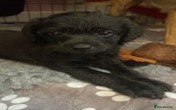 Jackapoo dogs for sale: Jackapoos  - Image 7