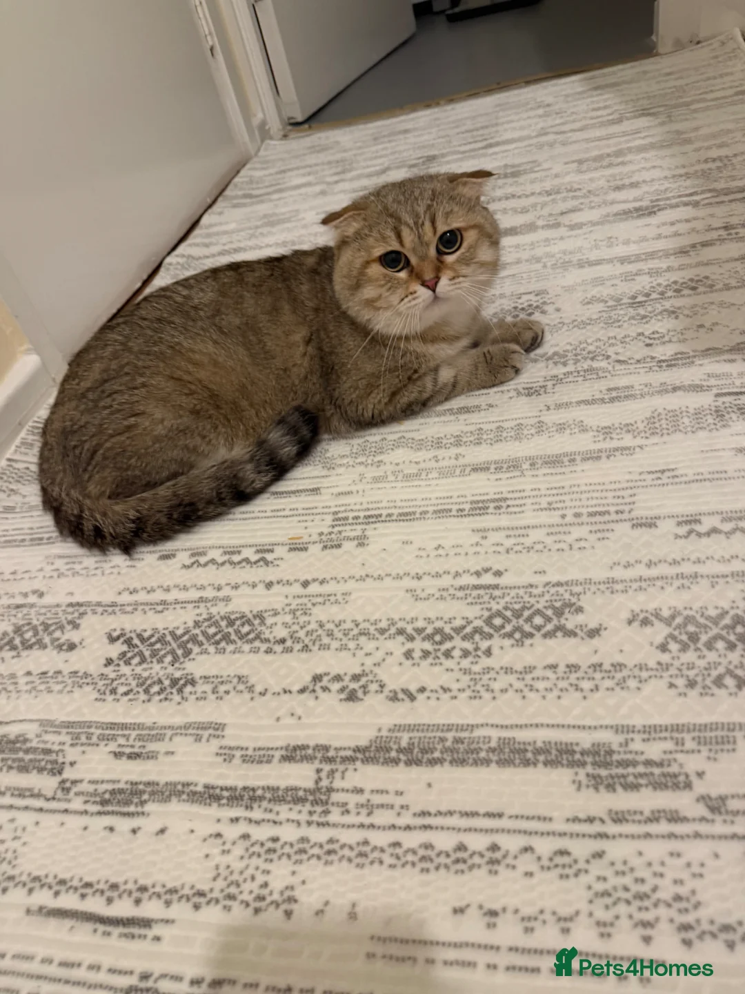 Scottish Fold cats for sale: Scottish Fold Golden Shaded Golden Tabby Colouring - Advert 6