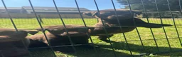 Labrador Retriever dogs for sale: KC chocolate Labrador puppies for sale - Advert 3