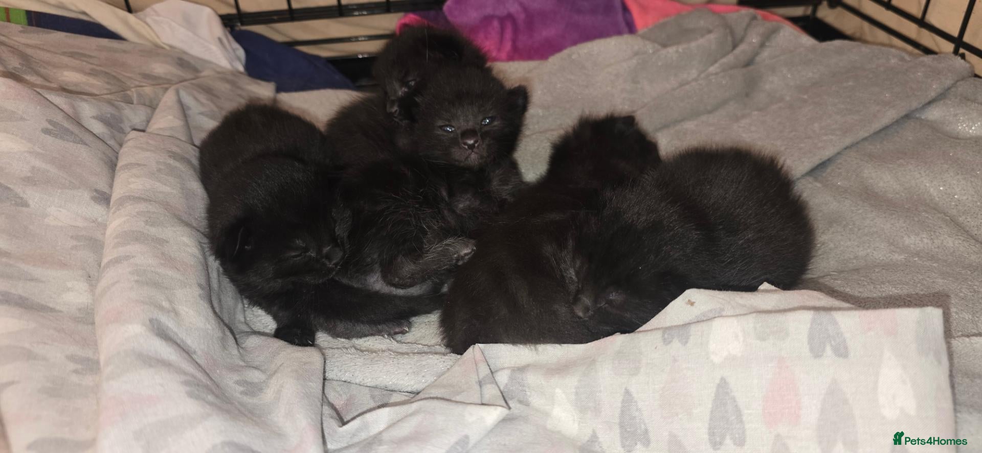 Siamese cats 3 remining Siamese X British Shorthair kittens - Advert 1