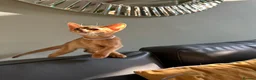 Abyssinian cats for sale: Abyssinian kittens  - Advert 30