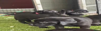 Labrador Retriever 8