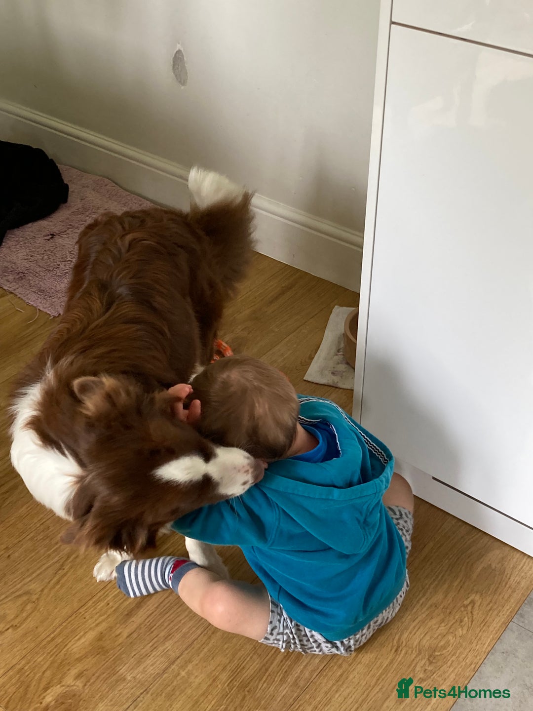 Border Collie dogs for sale: Aarontinas Purple Pluto - Advert 4