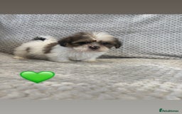 Lhasa Apso dogs for sale: Beautiful Lhasa Apso  - Image 4