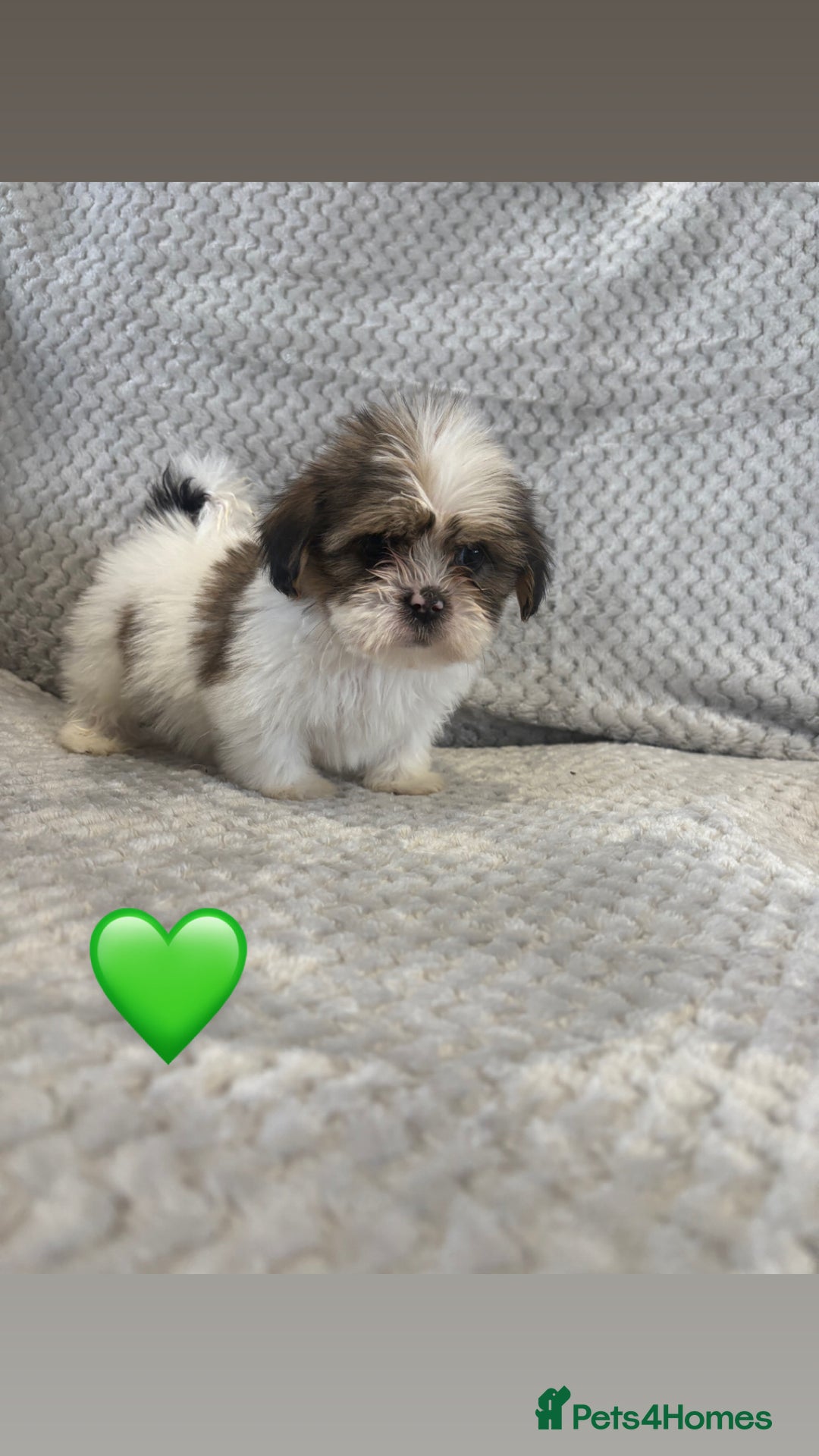Lhasa Apso dogs for sale: Beautiful Lhasa Apso  - Image 4