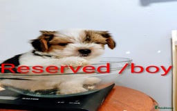 Biewer Terrier dogs for sale: Biewer terrier puppies (white yorkies) - Image 4