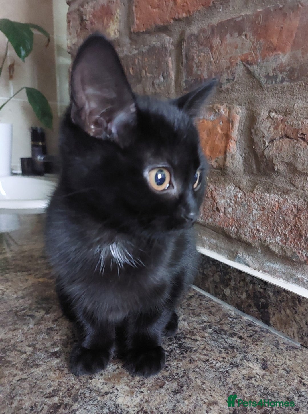 British Shorthair cats for sale: Batman Cutest black cat ready for forever home - Advert 3