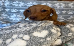 Miniature Dachshund dogs for sale: Kc registered miniature dachshunds  - Image 10