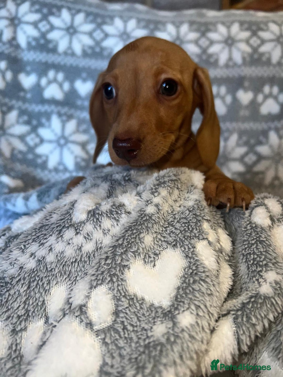 Miniature Dachshund dogs for sale: Kc registered miniature dachshunds  - Image 10