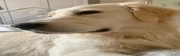Golden Retriever dogs for sale: Exceptional Golden retriever litter - Advert 2