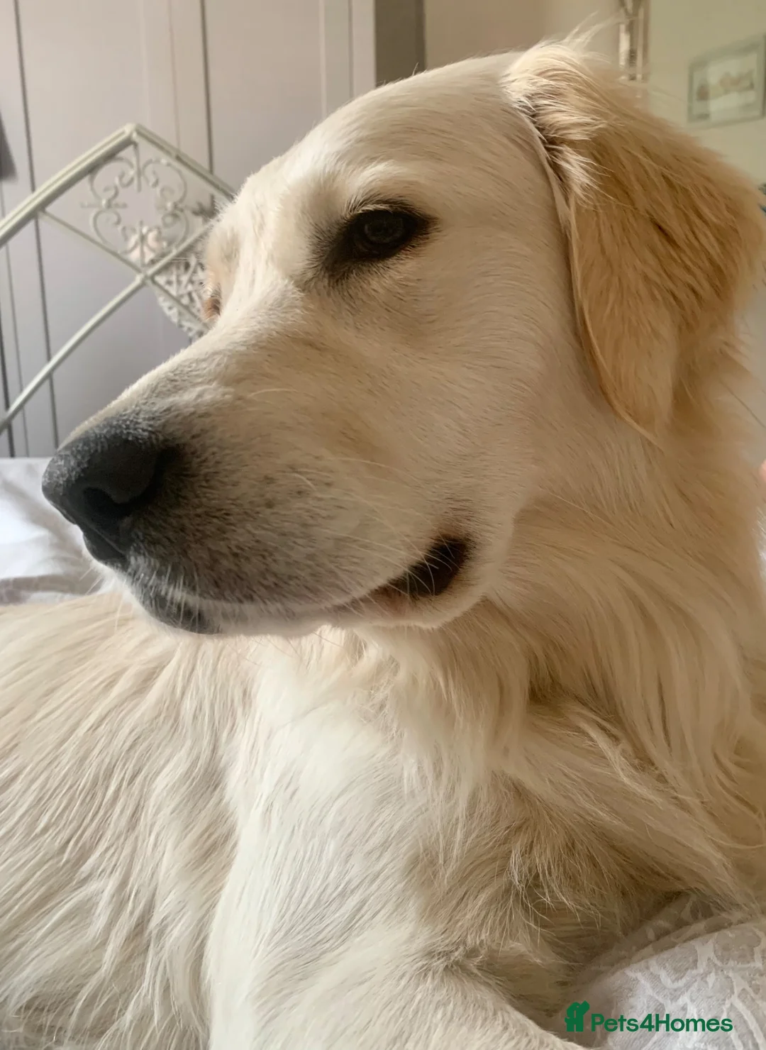Golden Retriever dogs for sale: Exceptional Golden retriever litter - Advert 2