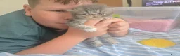 Persian cats for sale: Persian Kittens - Advert 8