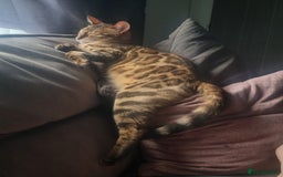 Bengal cats for sale: Female Bengal Cat Adult NOT KITTEN  - Image 3