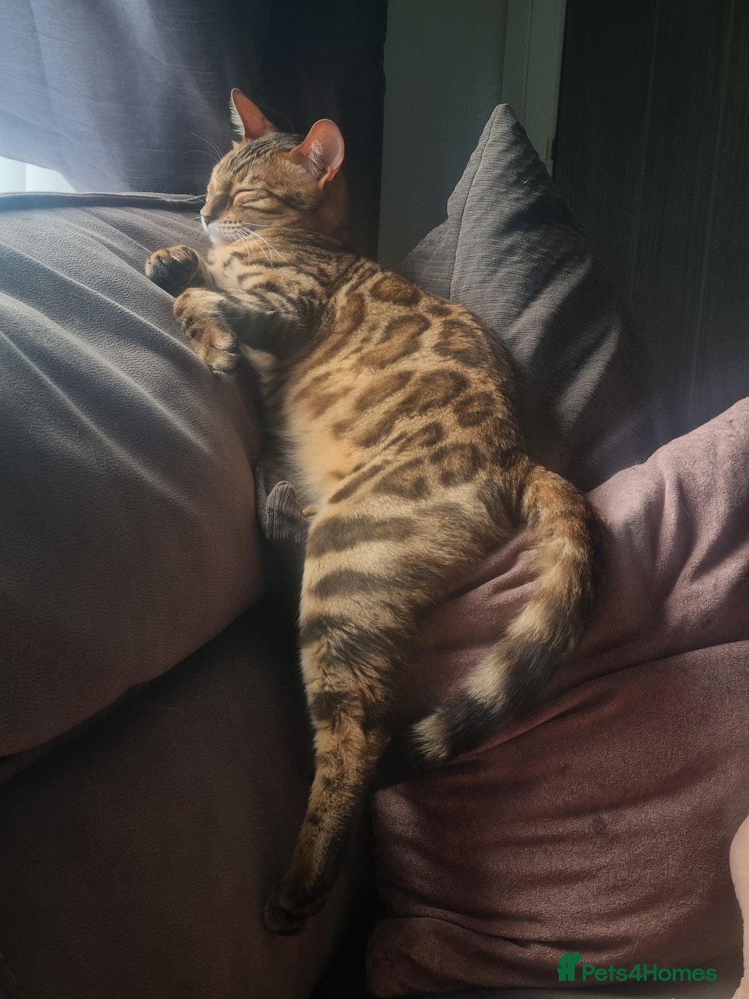 Bengal cats for sale: Female Bengal Cat Adult NOT KITTEN  - Image 3