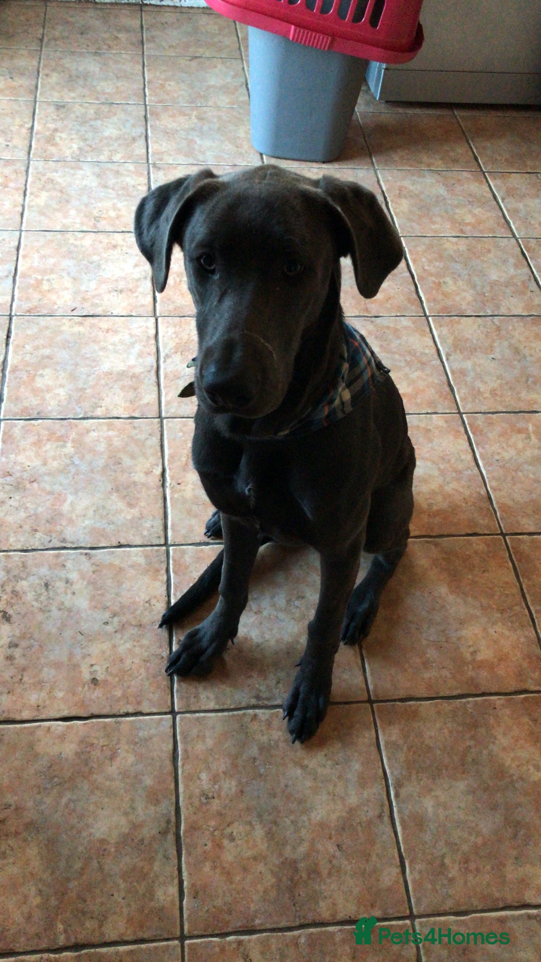 Mixed Breed dogs for sale: Very Unique Blue Great Shepard Puppies  - Advert 6