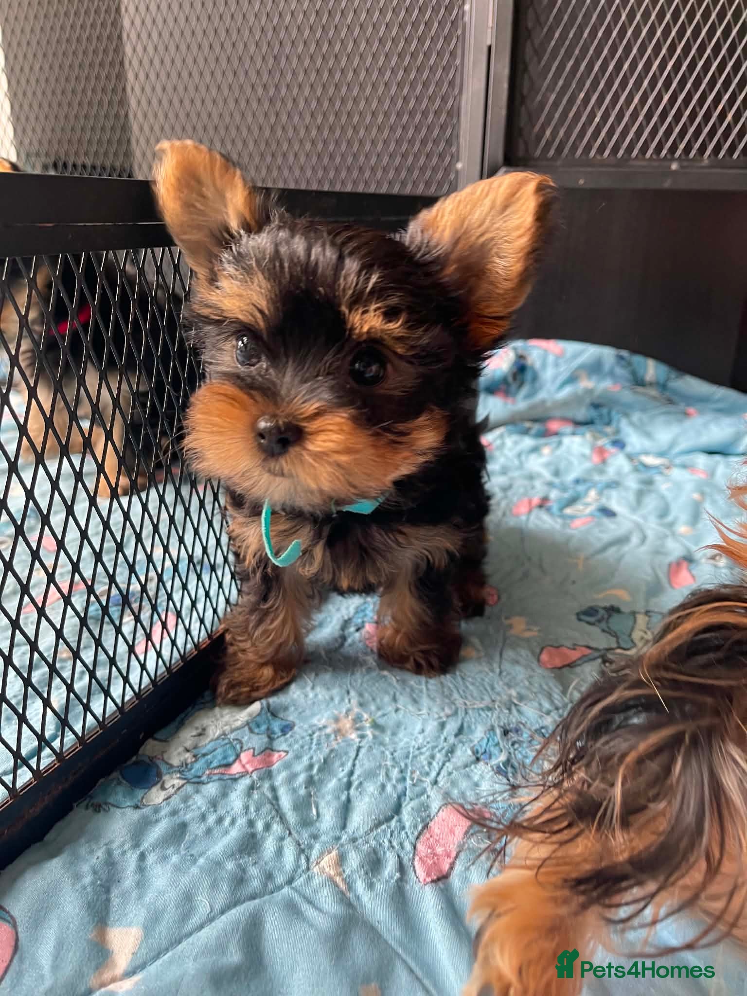 Yorkshire Terrier dogs Adorable Yorkshire Terrier Puppies 🐾❤️ - Advert 3