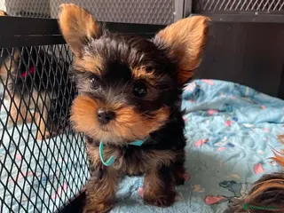 Yorkshire Terrier dogs Adorable Yorkshire Terrier Puppies 🐾❤️ - Advert 3