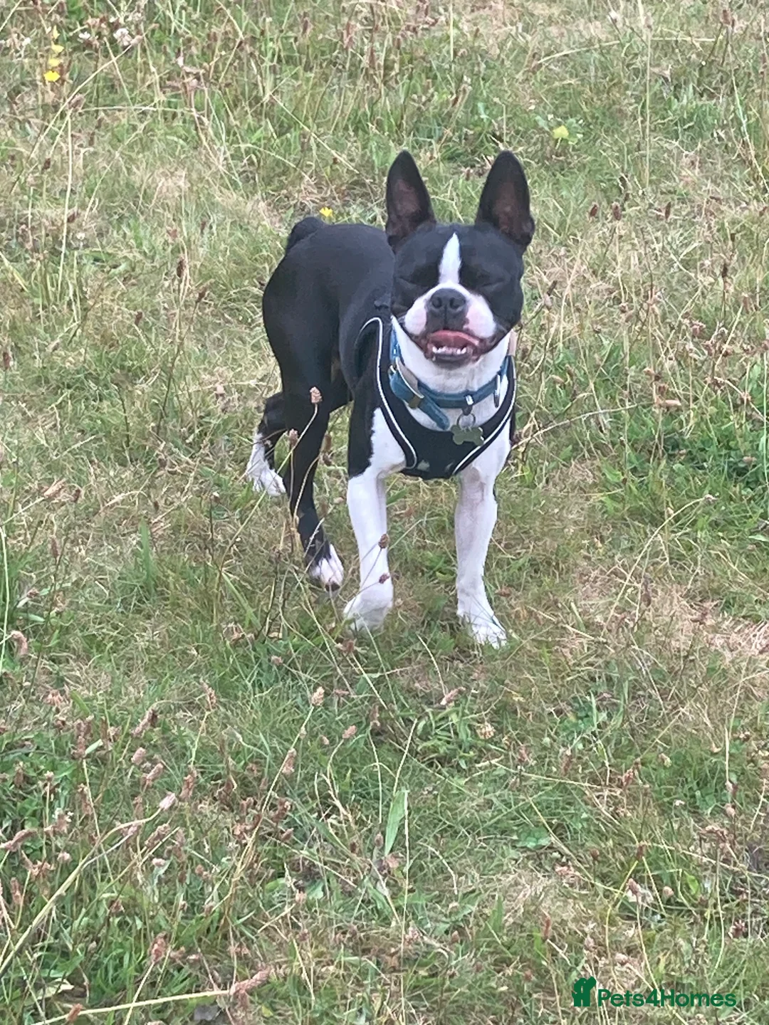 Boston Terrier dogs for stud: Buster - Advert 2