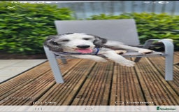 Sheepadoodle dogs for sale: Sheepadoodle puppies 1 boy left - Image 9