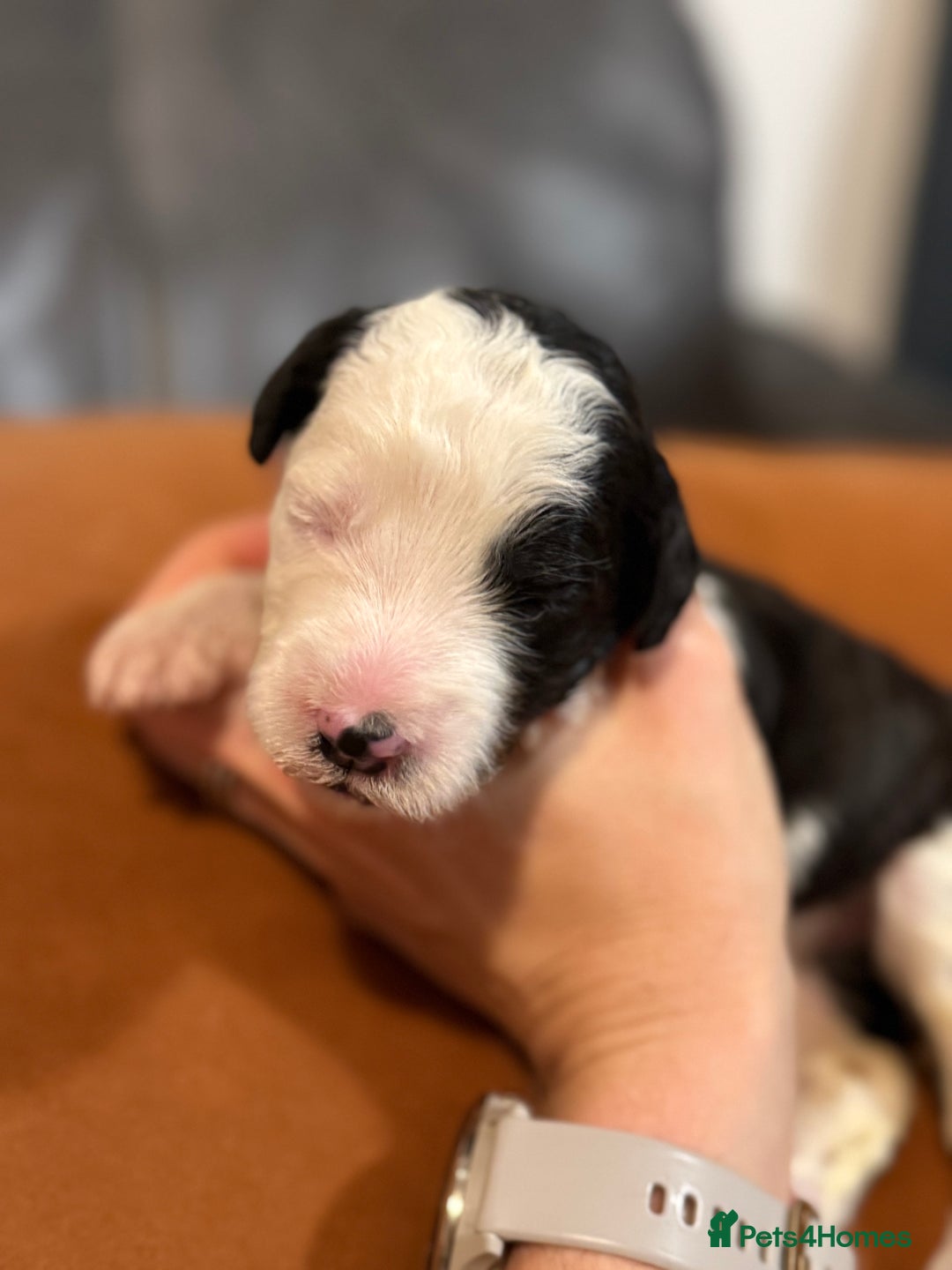 Sheepadoodle dogs for sale: Lovely Litter of F1 Sheepadoodles 5⭐️ license  - Image 14