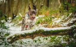 German Shorthaired Pointer dogs for stud: KC Registered German Shorthaired Pointer at Stud in Liverpool - Image 19