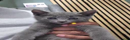 Russian Blue cats for sale: 🐾 All Kittens Reserved 🐾 - Advert 33