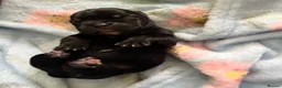 Staffordshire Bull Terrier dogs for sale: KC Registered Staffordshire Bull Terrier puppies in Mansfield - Advert 10