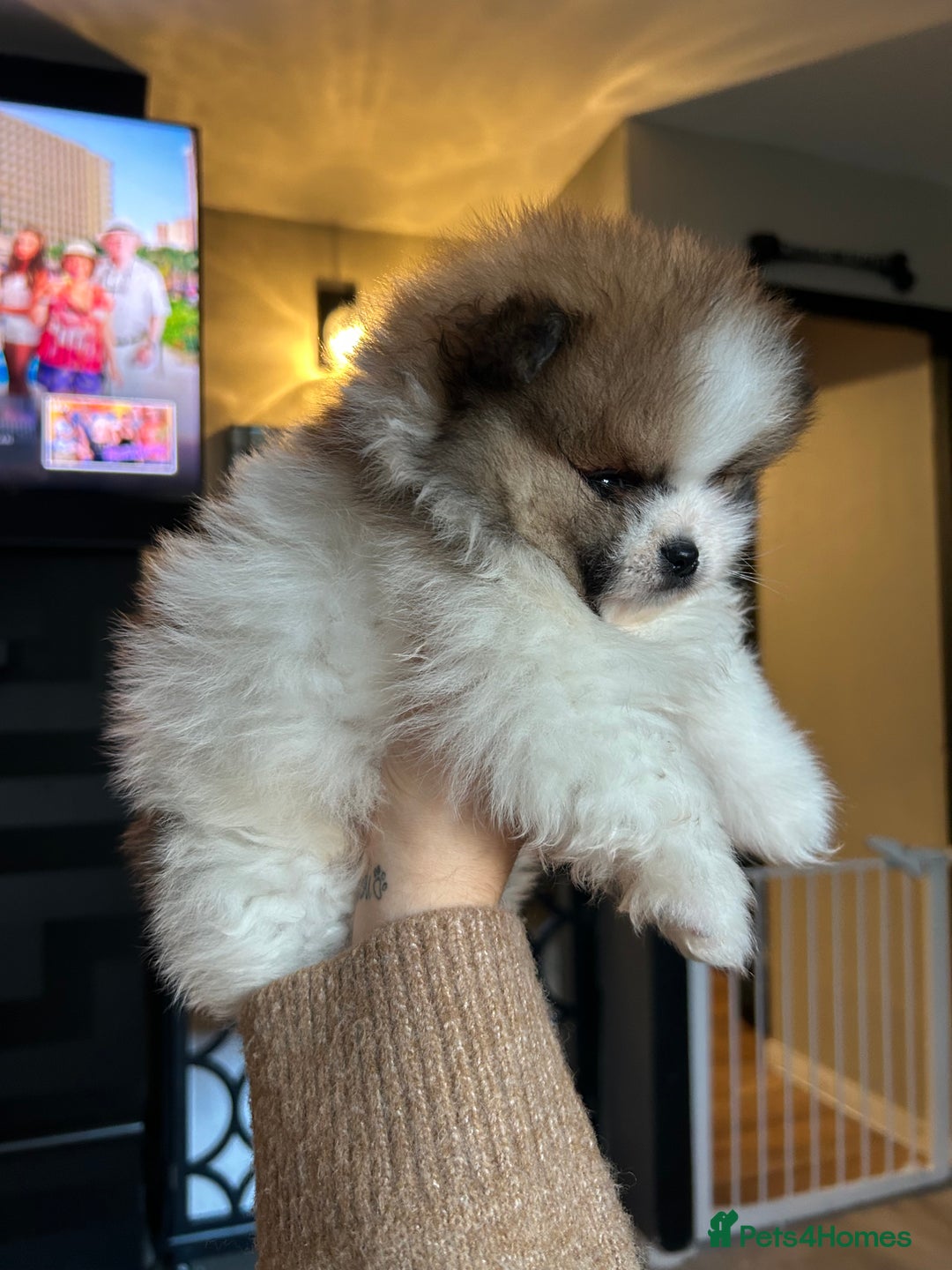 Pomeranian dogs for sale: Unique patterned Pomeranians 🩵🩷 - Image 11