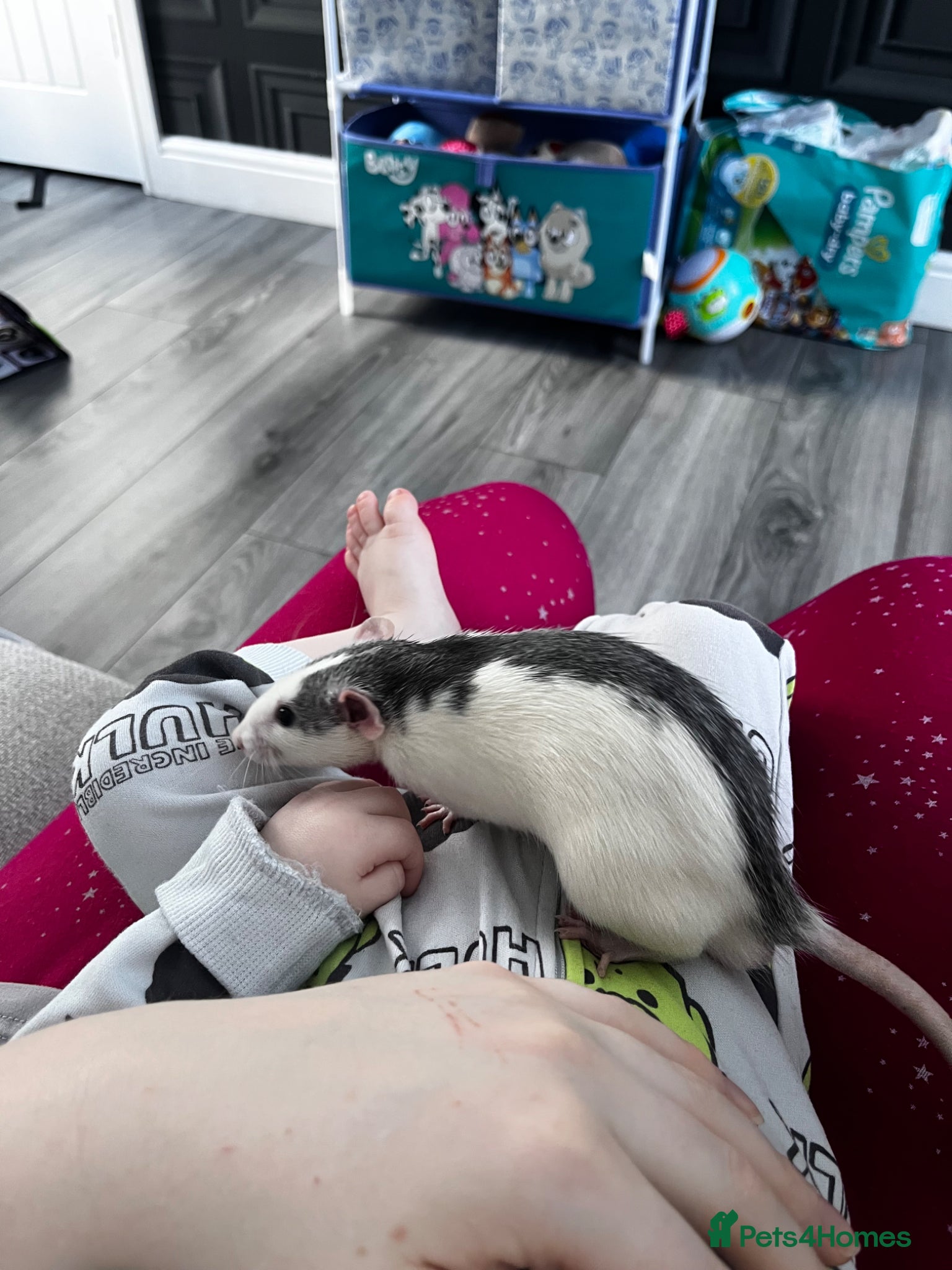 Rat rodents 3 young male rats for sale - Advert 1
