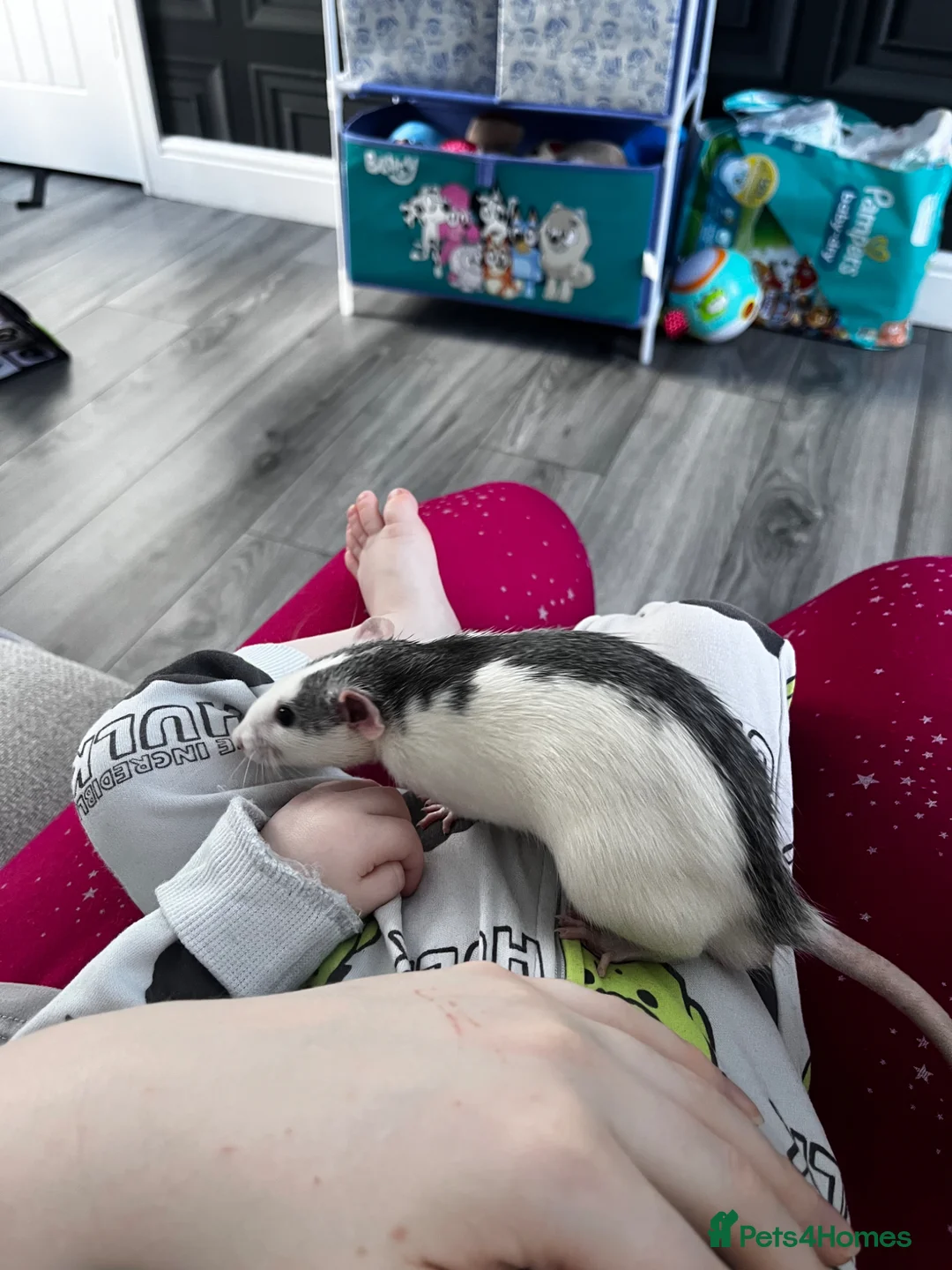 Rat rodents for sale: 3 young male rats for sale - Advert 1