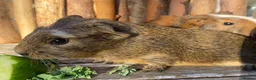 Guinea Pig rodents for sale: Abyssinian/ long-haired babies - Advert 17