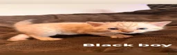 Bengal cats for sale: Beautiful Snow Bengals  - Advert 20