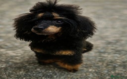 Cavapoo dogs for sale: Extensively health tested F1b teddy bear Cavapoos  - Advert 5