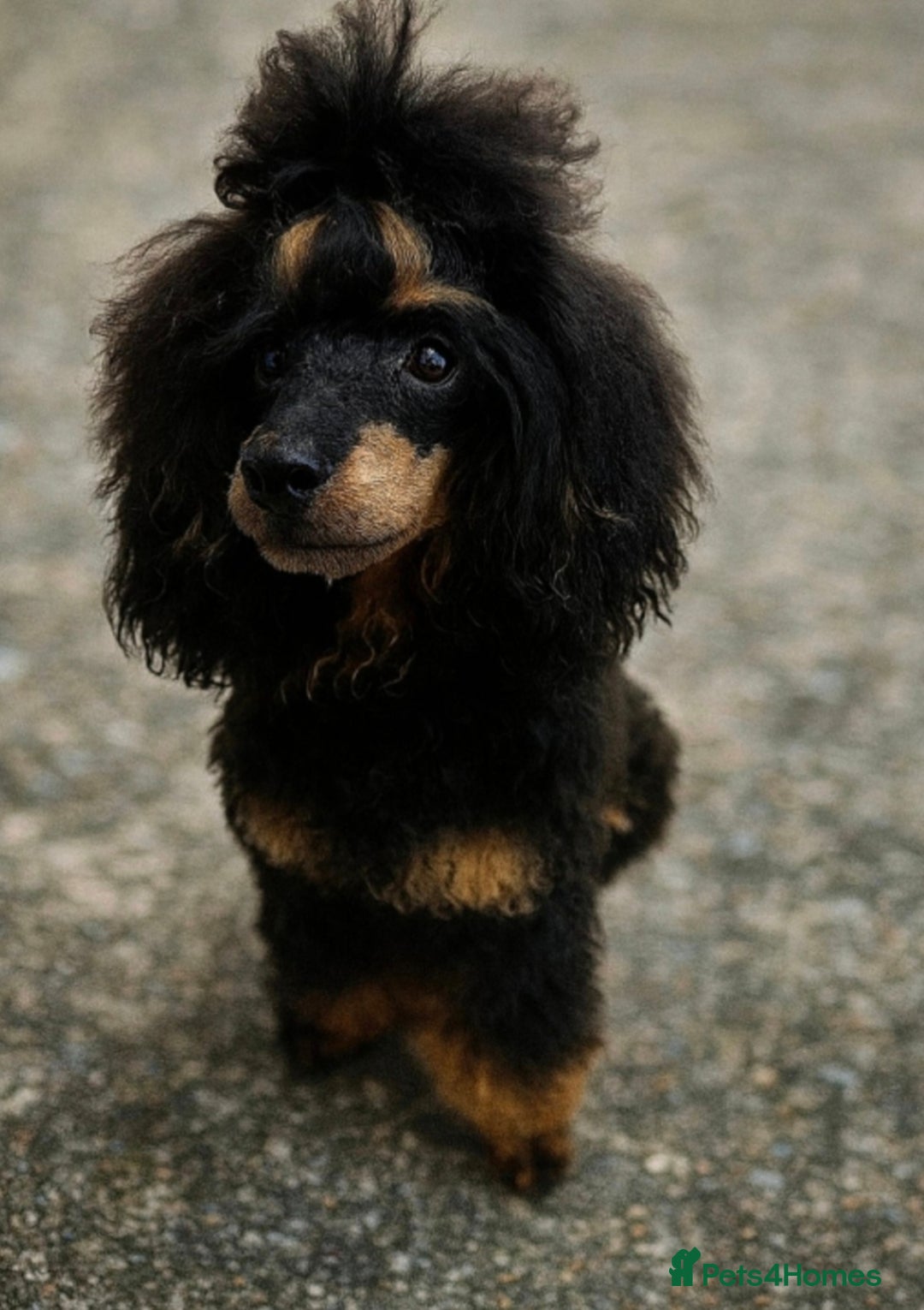 Cavapoo dogs for sale: Extensively health tested F1b teddy bear Cavapoos  - Advert 5