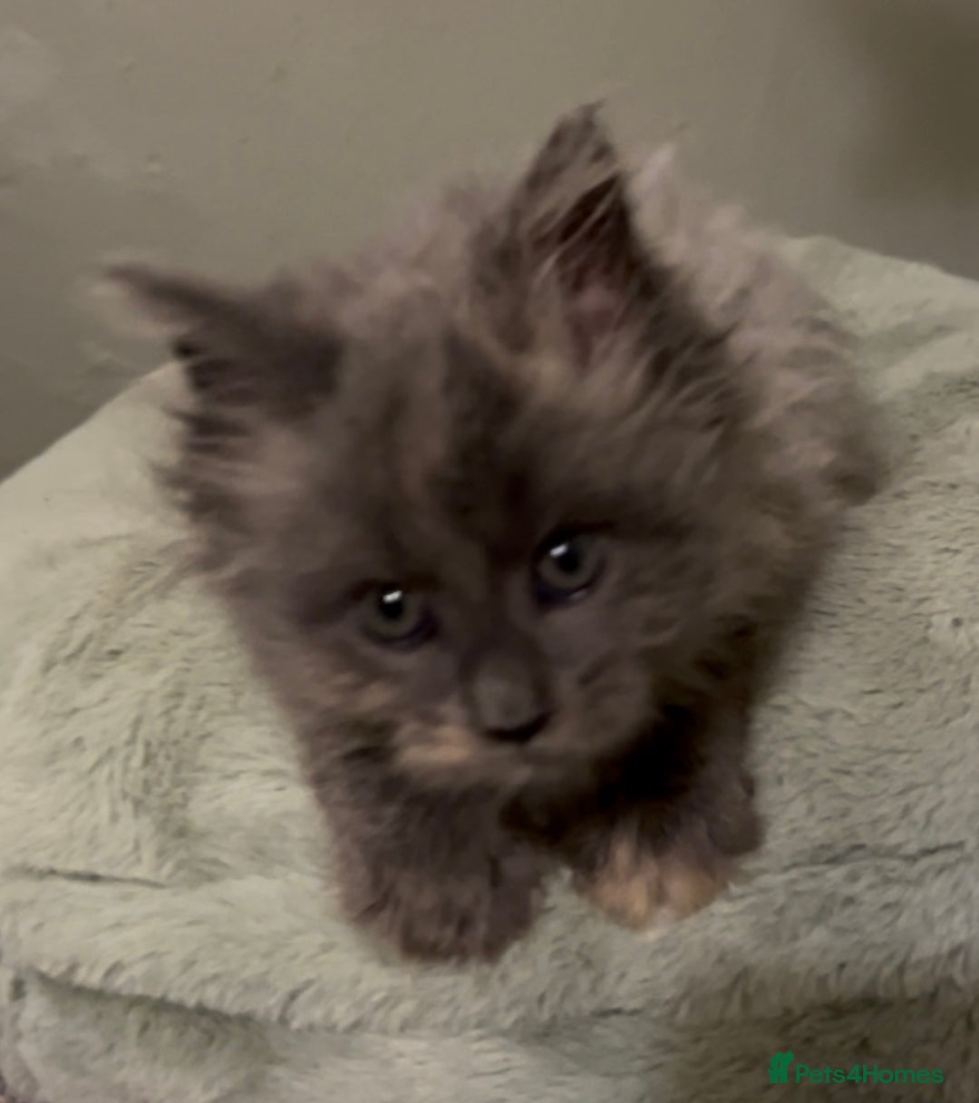 Maine Coon cats for sale: Maine Coon girl READY NOW - Advert 16